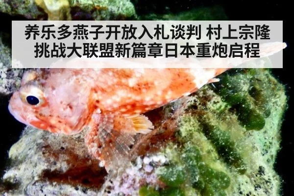 养乐多燕子开放入札谈判 村上宗隆挑战大联盟新篇章日本重炮启程